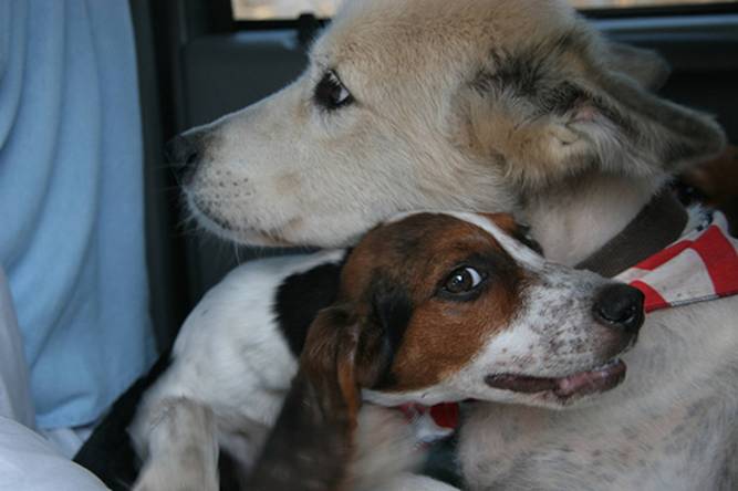 dog7.jpg